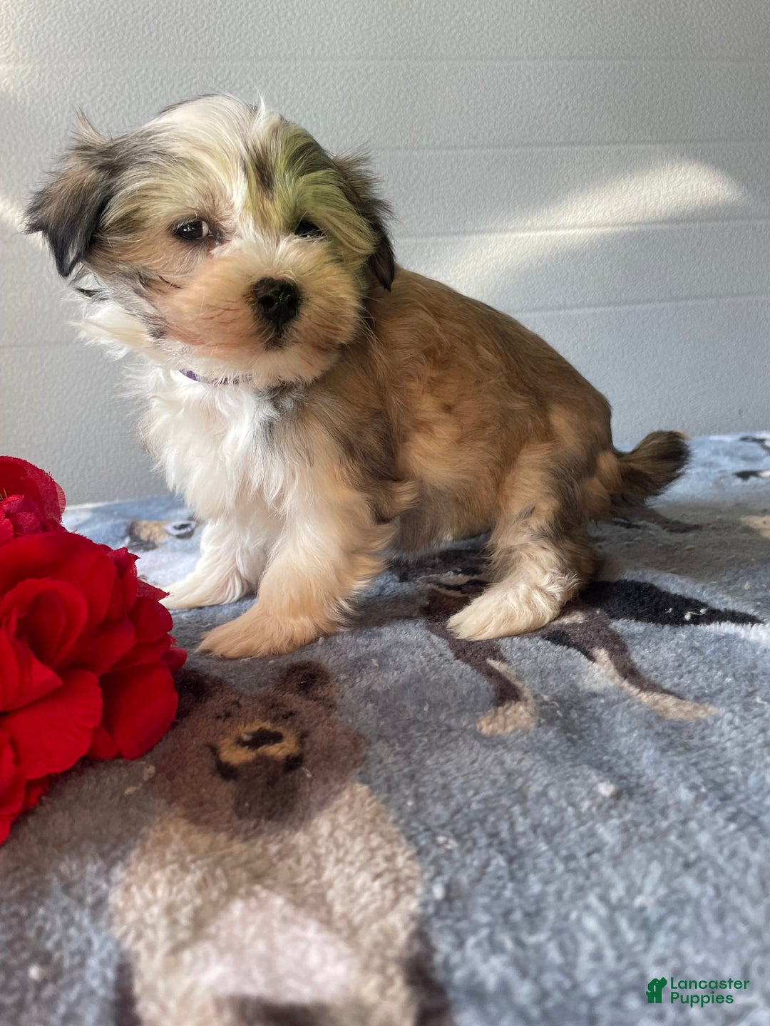 Havanese dogs for sale: Holly - Ad 2