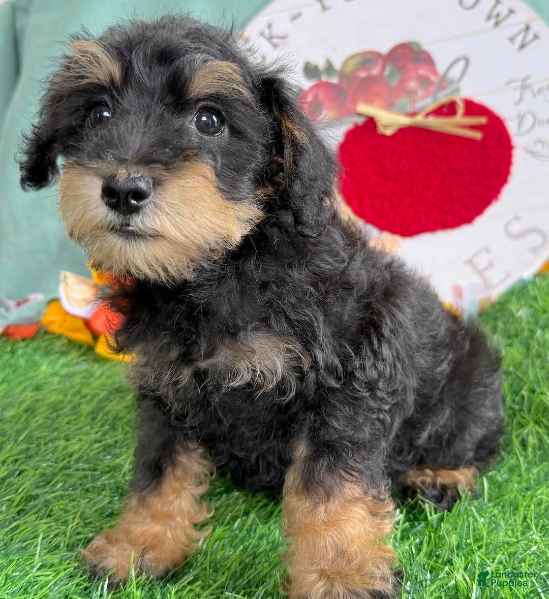Schnoodle dogs for sale: Isaiah - Ad 36