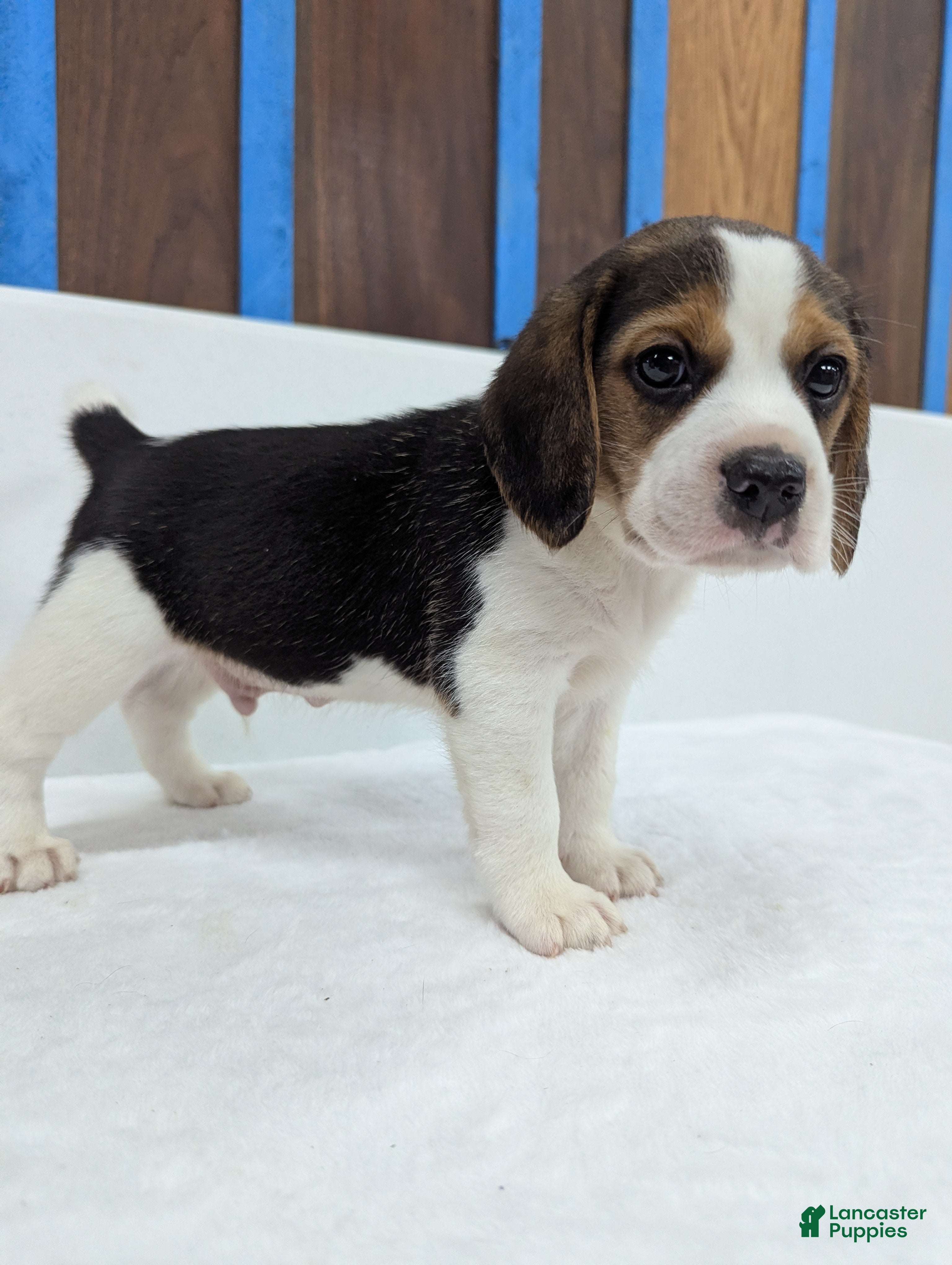 Beagle dogs Rambo - Ad 40