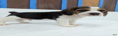 Rambo