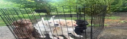 Labradoodle dogs for sale: Gracey - Ad 3