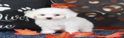 Bichpoo dogs for sale: Sebastian Show Stopping Poochon Puppy  - Ad 2
