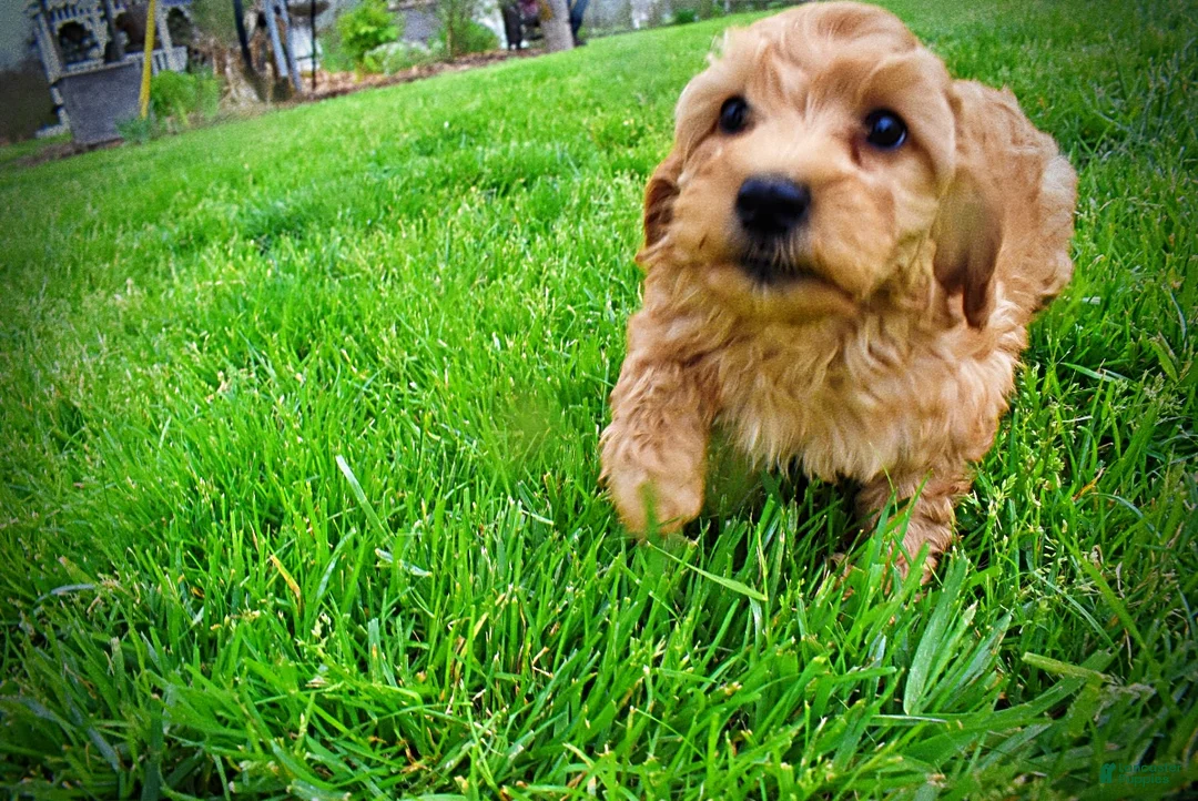 Havapoo dogs for sale: Mercedes - Ad 1