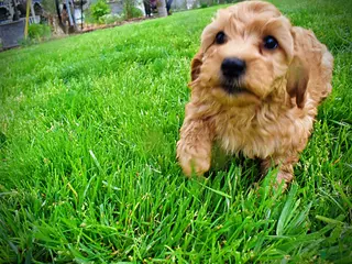 Havapoo dogs Mercedes - Ad 2