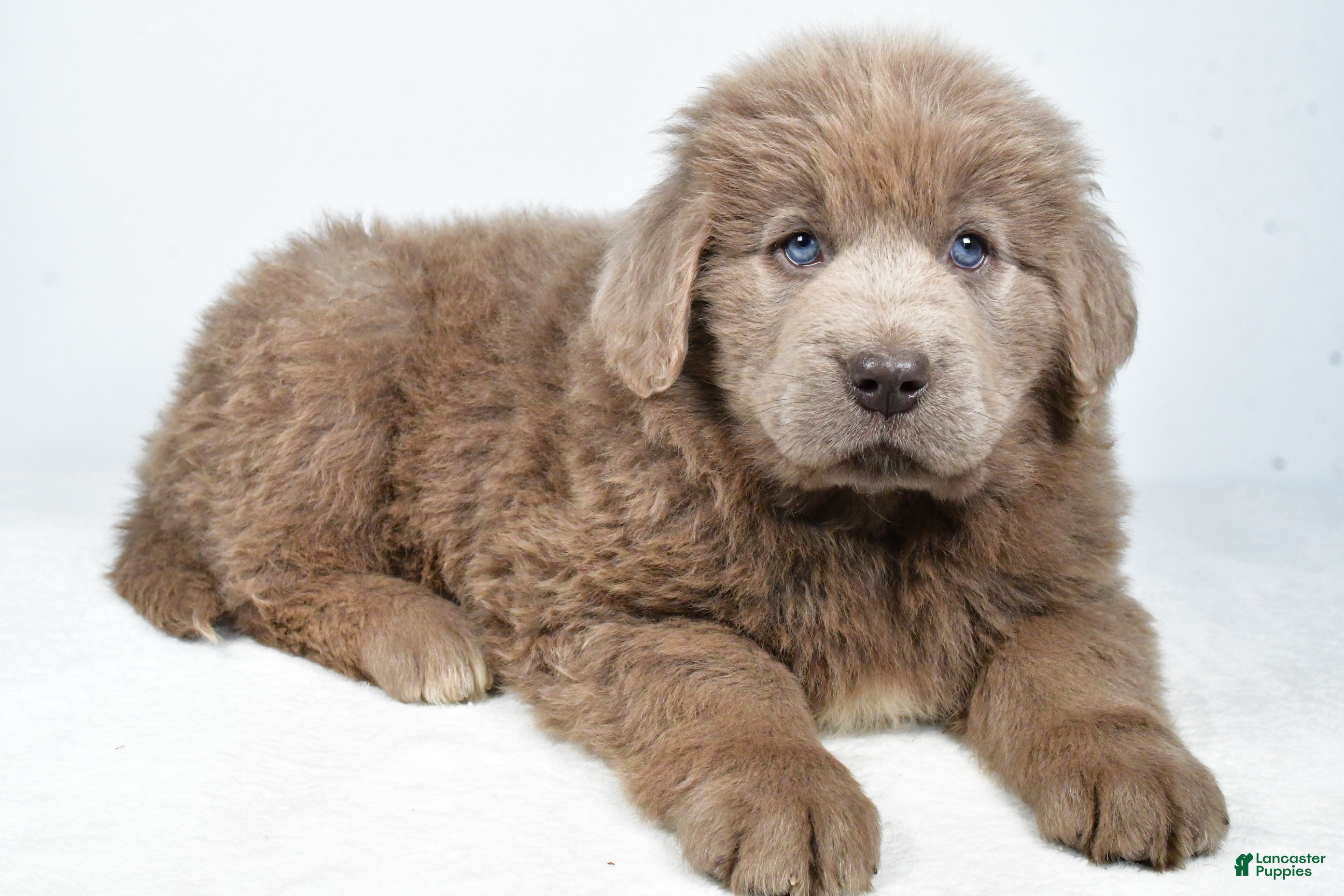 Newfoundland dogs Daisy - Ad 36