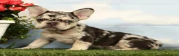French Bulldog dogs for sale: Lindy - Ad 5
