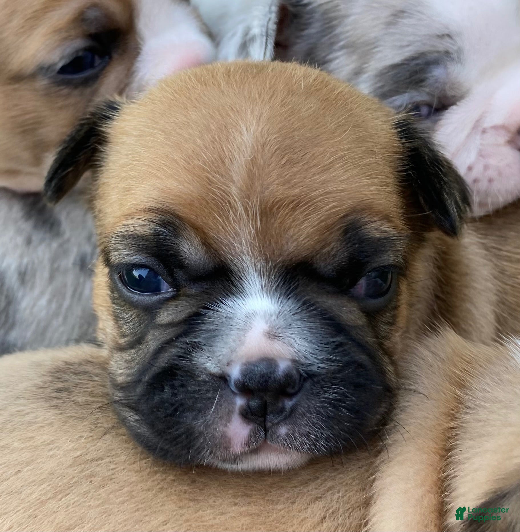 Frenchton dogs Pez - Ad 1