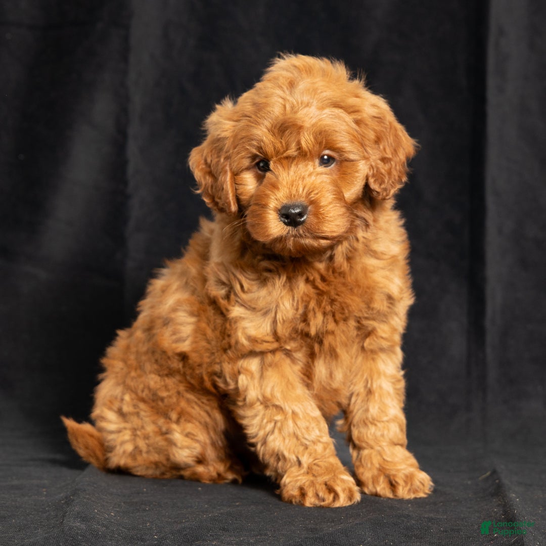 Mini Goldendoodle dogs for sale: Nickie - Ad 3