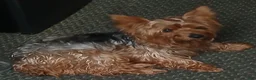 Silky Terrier dogs for sale: Silky Terrier 1 - Ad 3