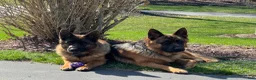 German Shepherd dogs for sale: German Shepherd Puppy 7 - Ad 5