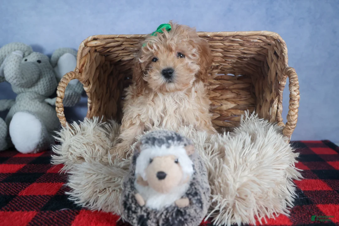 Cavapoo dogs for sale: FRANKIE - Ad 3