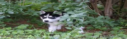 Siberian Husky dogs for sale: Lacey - Ad 5