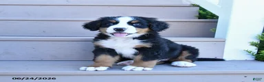 Duke