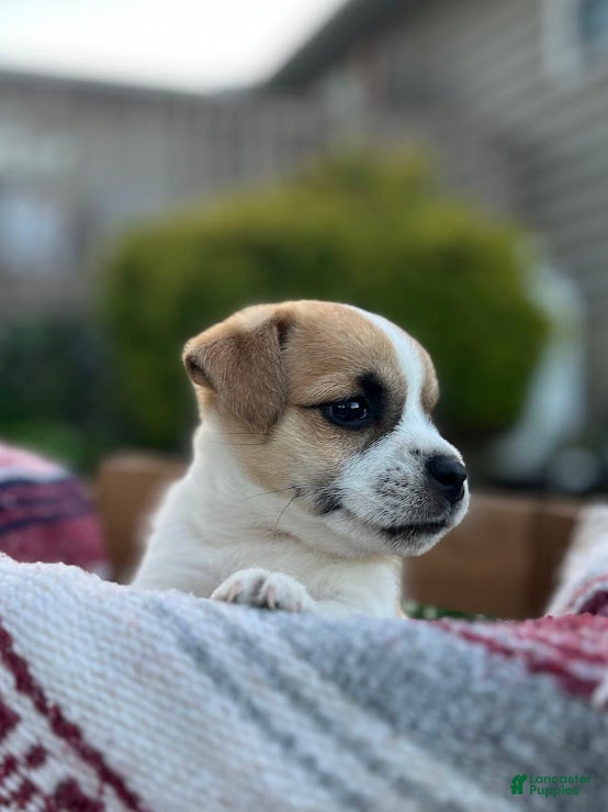 Jug dogs Luna - Ad 2