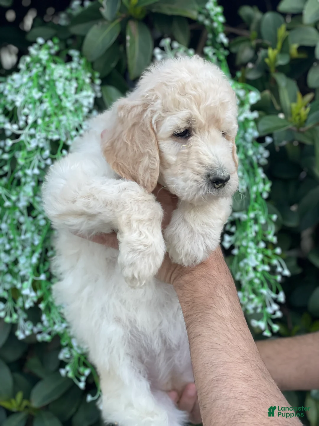 Goldendoodle dogs for sale: Brandy - Ad 6