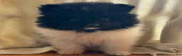 Pomeranian dogs for sale: Kyana - Ad 5