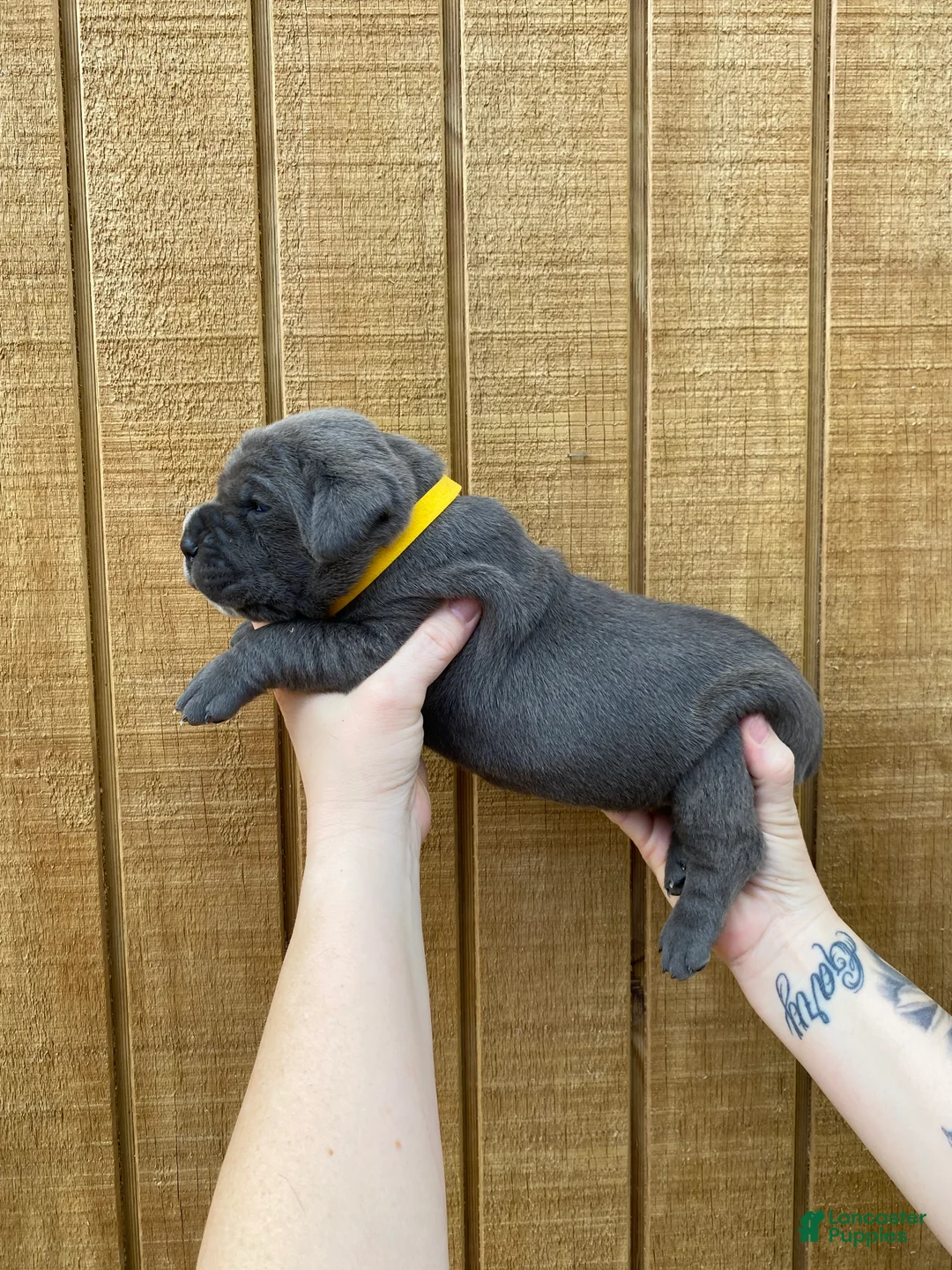 Cane Corso dogs for sale: Cane Corso Puppy 2 - Ad 1