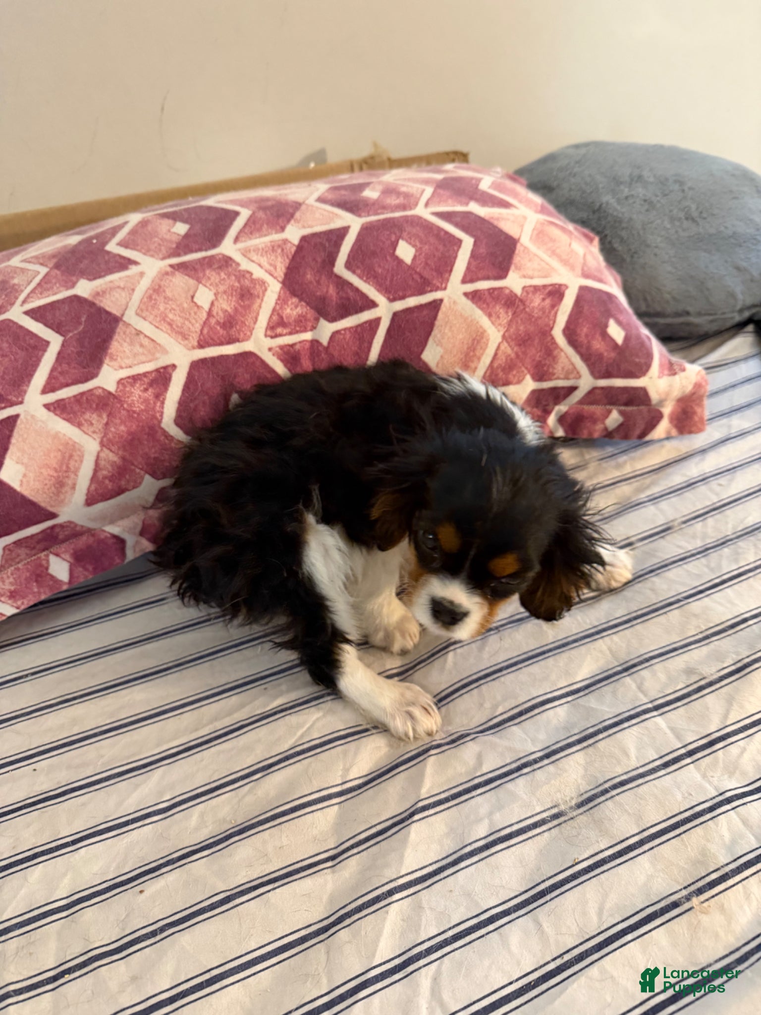 Great Pyrenees dogs 10weeks-Cavalier King Charles Spaniel-Male - Ad 2