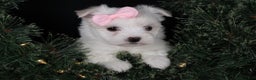 Maltese dogs for sale: ANGIE - Ad 9