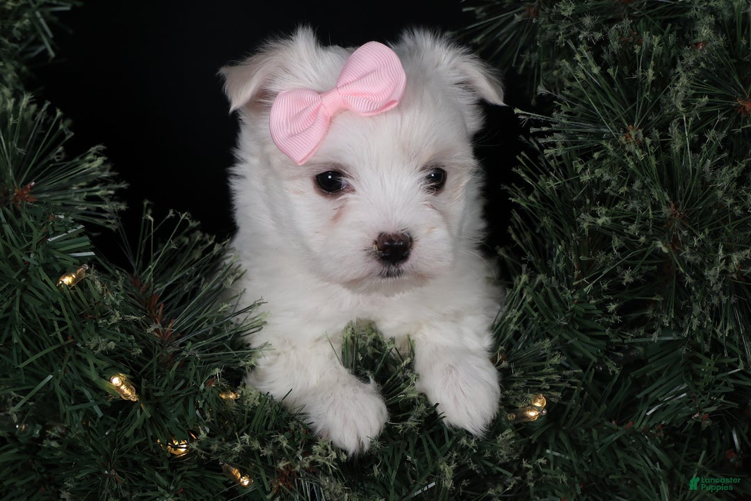 Maltese dogs for sale: ANGIE - Ad 9