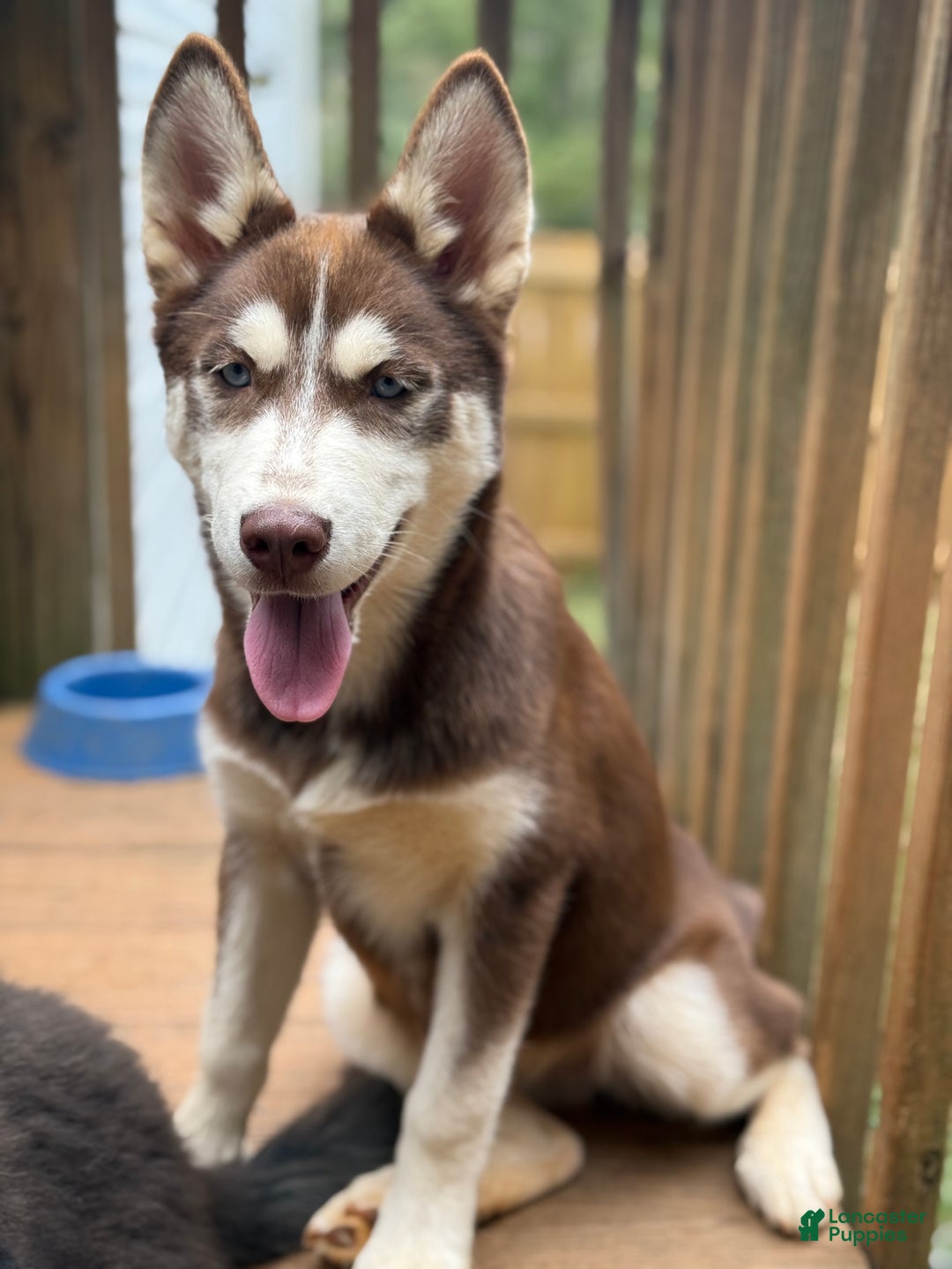 Siberian Husky dogs for sale: Apache - Ad 4