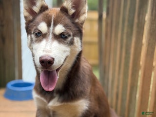 Siberian Husky dogs - Ad 3