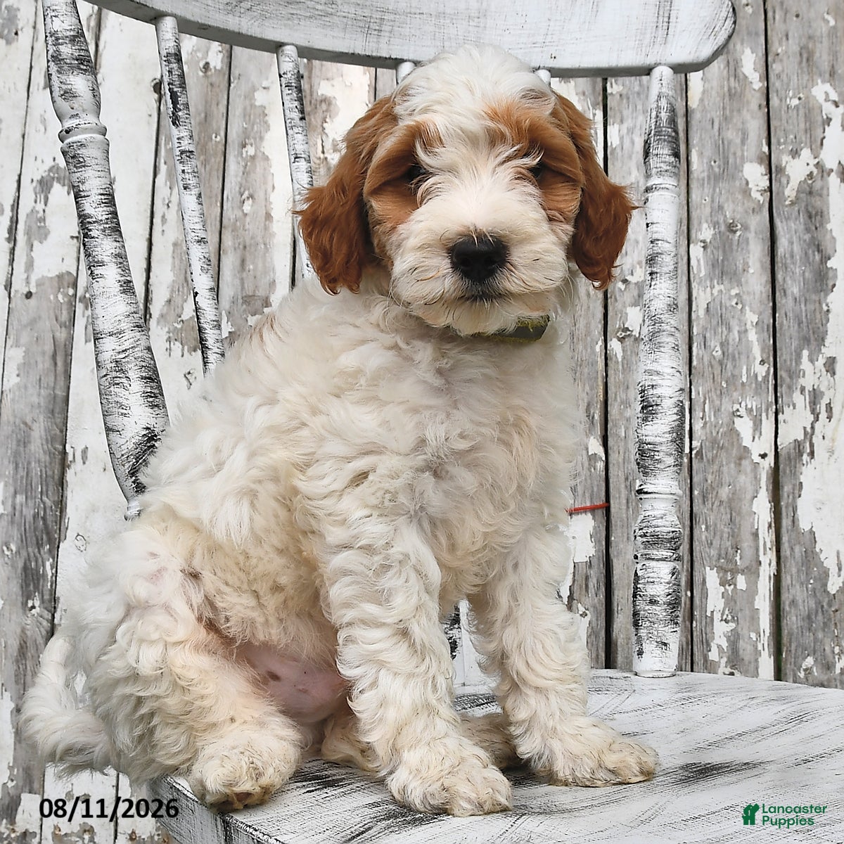 Goldendoodle dogs Lass   - Ad 2