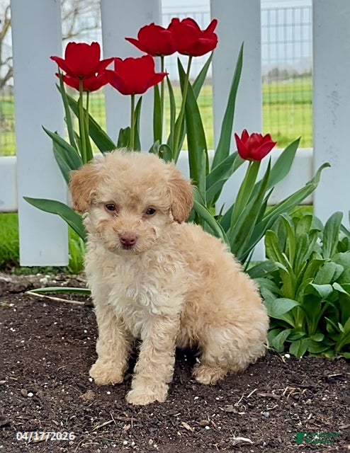 Miniature Poodle dogs Dolly - Ad 1