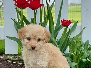 Miniature Poodle dogs for sale: Dolly - Ad 2