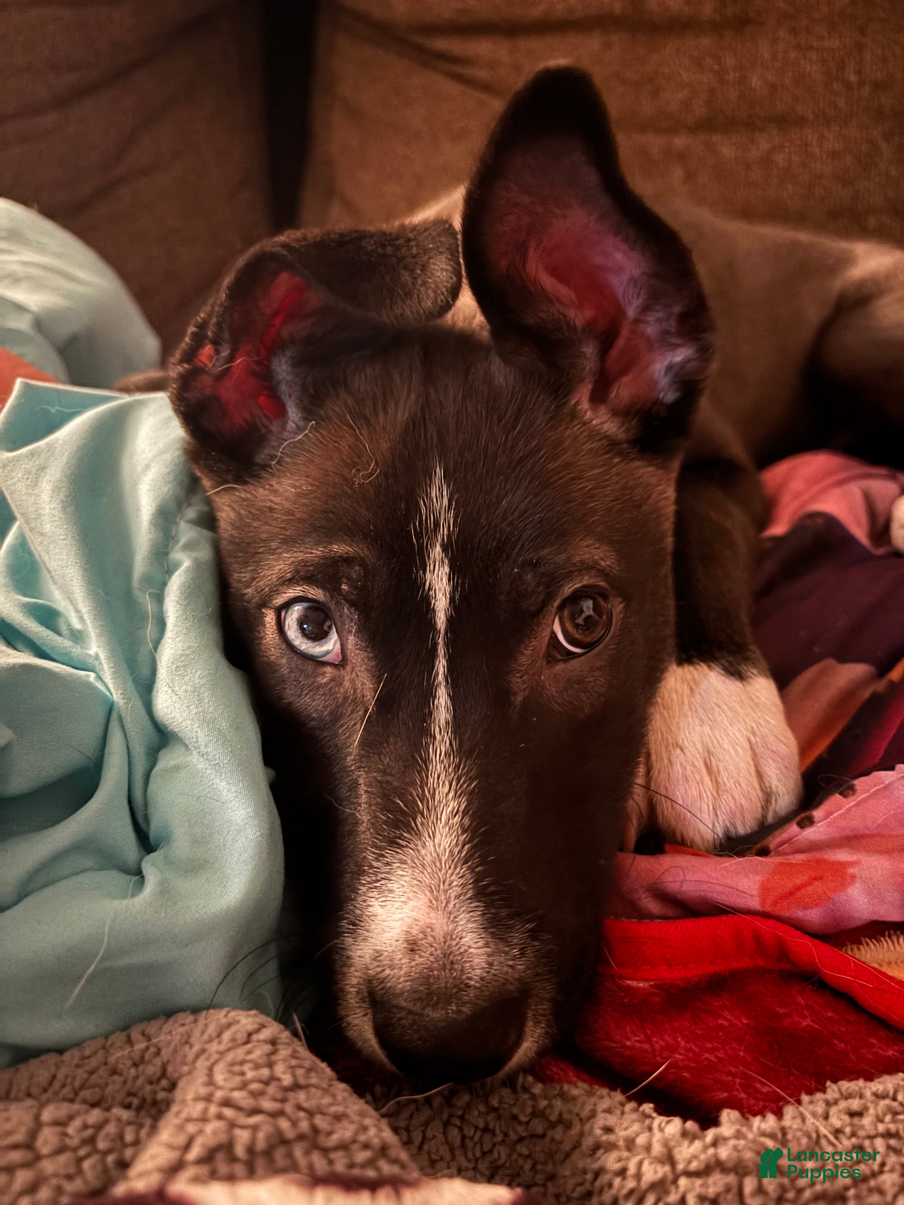 Mixed Breed dogs Nora - Ad 4