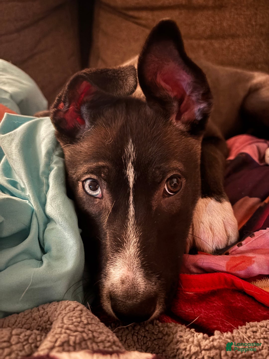 Mixed Breed dogs for sale: Nora - Ad 1