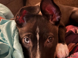 Mixed Breed dogs Nora - Ad 11