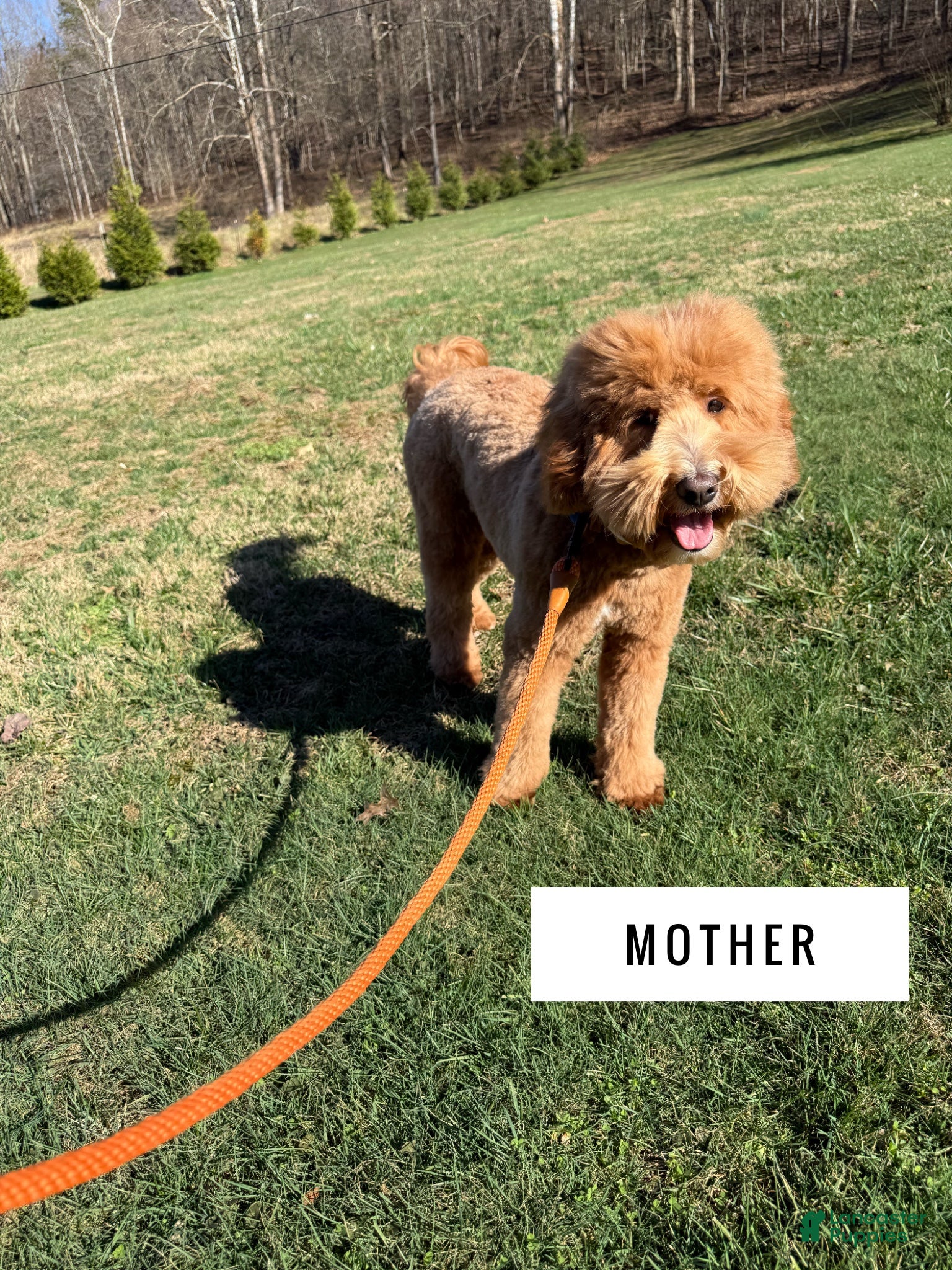 Mini Goldendoodle dogs Mini Goldendoodle 1 - Ad 2