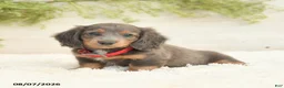 Miniature Dachshund dogs for sale: Lake  - Ad 3