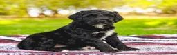 Aussiedoodle dogs for sale: Madison Standard - Ad 1