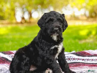 Aussiedoodle dogs for sale: Madison Standard - Ad 1