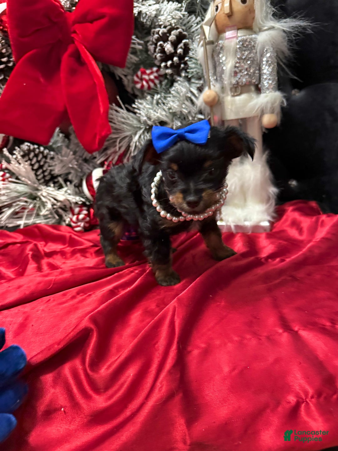 Yorkshire Terrier dogs for sale: Rigatoni  - Ad 6