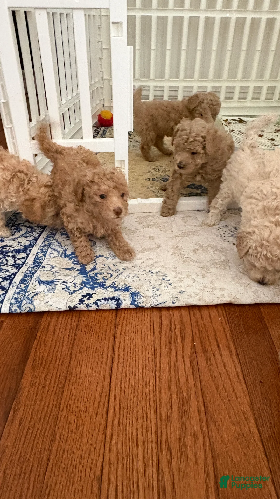 Miniature Poodle dogs for sale: Miniature Poodle 6 - Ad 2