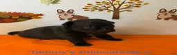 Chihuahua dogs for sale: Panther - Ad 15
