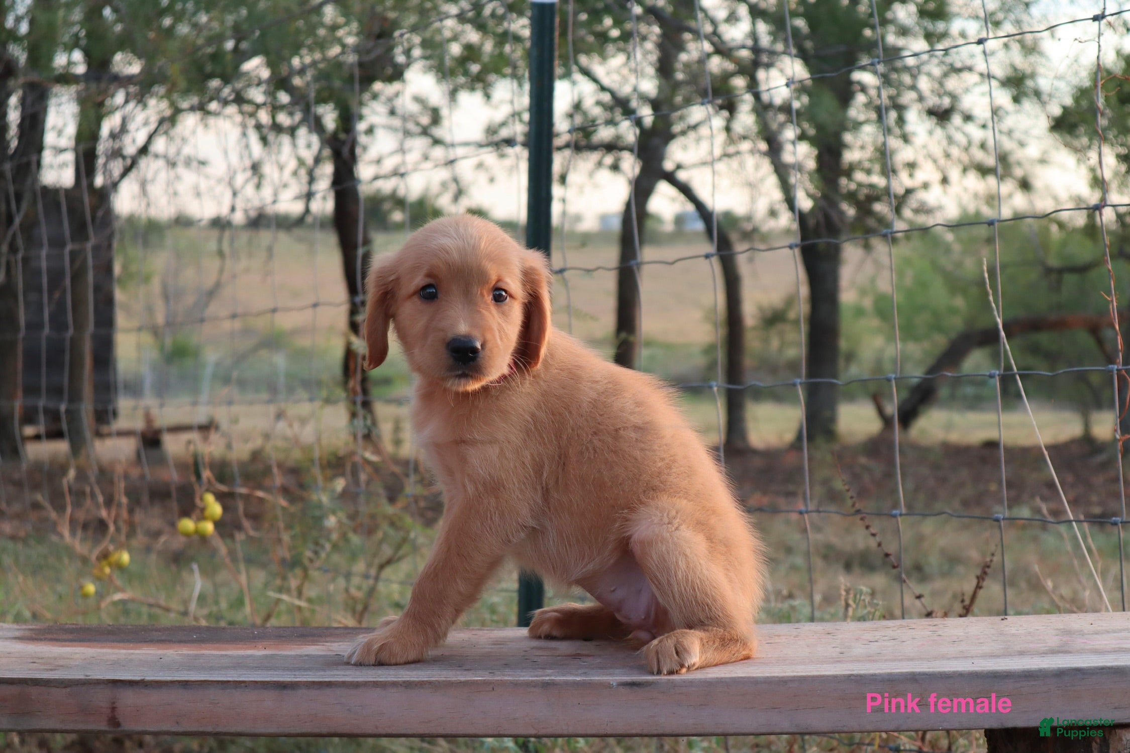 Golden Retriever dogs Lulu - Ad 1