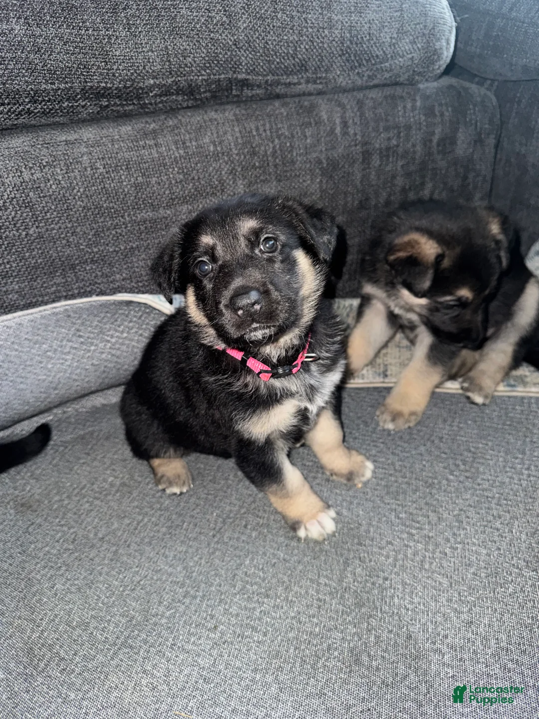 German Shepherd dogs for sale: German Shepherd Puppy 3 - Ad 1