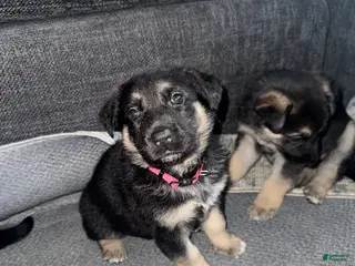 German Shepherd dogs German Shepherd Puppy 3 - Ad 32