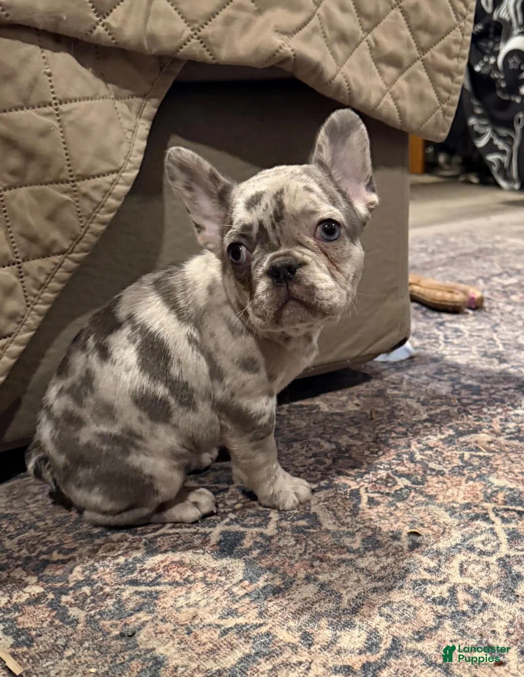 French Bulldog dogs for sale: Poppy - Ad 1