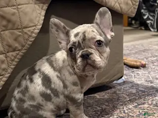 French Bulldog dogs Poppy - Ad 14