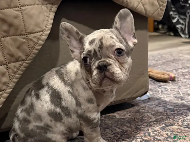 French Bulldog dogs for sale: Poppy - Ad 18