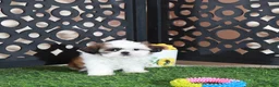 Shih Tzu dogs for sale: Bridget Gorgeous Imperial Shih-tzu - Ad 3