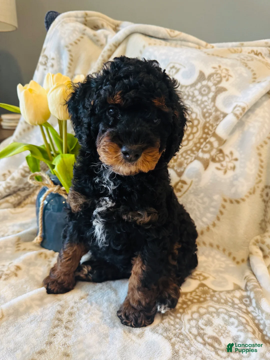 Miniature Poodle dogs for sale: Miniature Poodle Puppy 2 - Ad 2