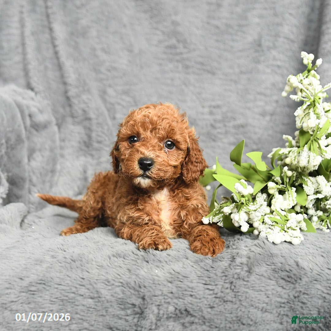 Mini Goldendoodle dogs for sale: Princess - Ad 4