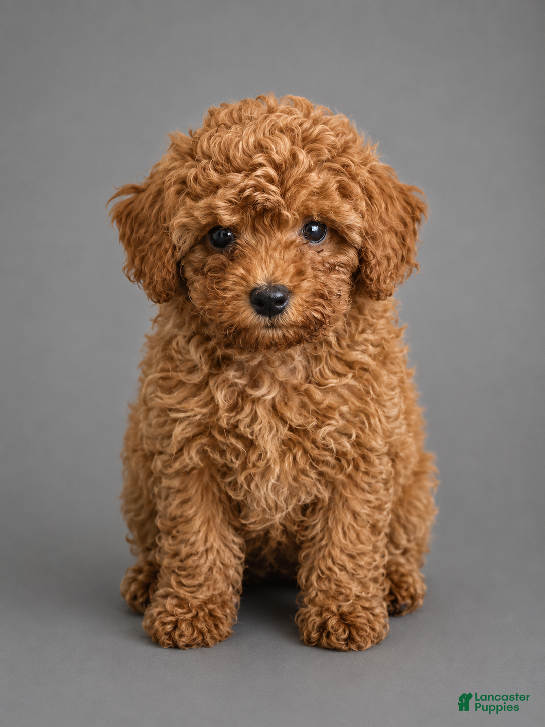 Toy Poodle dogs Ginger - Ad 31