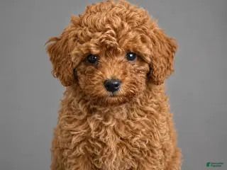 Toy Poodle dogs Ginger - Ad 26